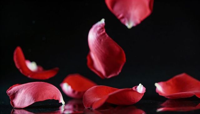 Floating red rose petals reflecting on glossy black surface, soft studio bokeh lighting