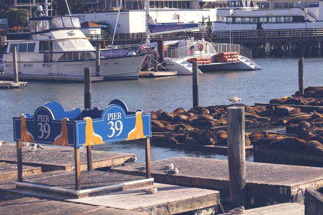 Seals lounge on docks at Pier 39 in San Francisco with boats in background. Ideal for travel blogs, tourism promotions, editorials about marine life or San Francisco attractions.