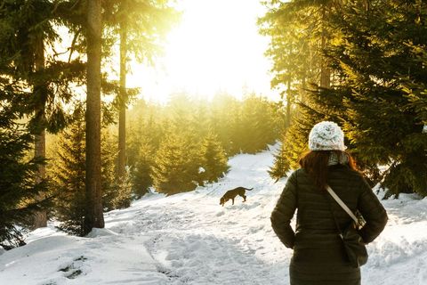 Person Enjoying Snowy Forest Walk with Dog at Sunrise