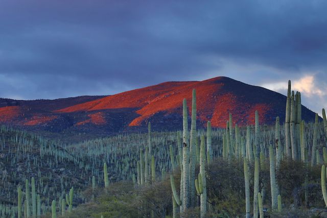 Sunset Over Cactus Field and Mountain in Arid Landscape - Download Free Stock Photos Pikwizard.com