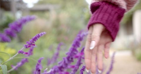 Close up of hand touching purple blossoms in garden path
