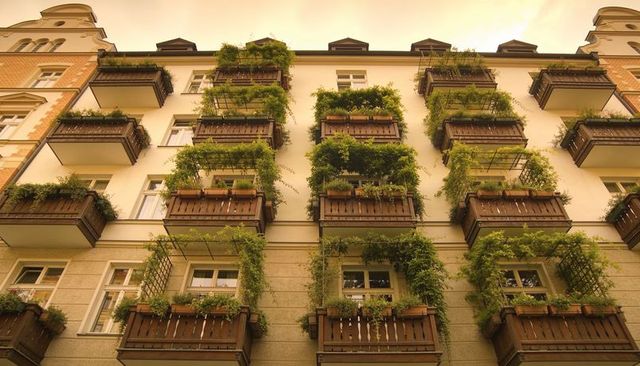 Green balconies cascading ivy on historic european apartment facade with wooden planters