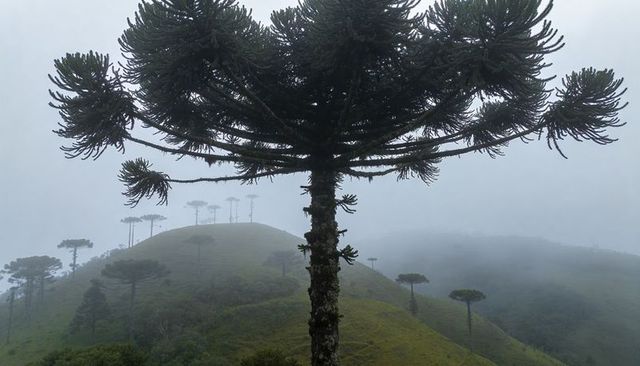 Misty araucaria on highland ridge with umbrella crown, mossy trunk, solitary tree
