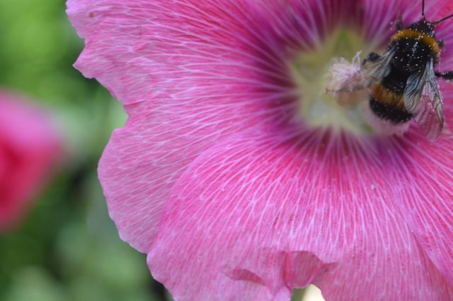 Close-up of a honeybee in mid-pollination on a bright pink flower. Perfect for illustrating topics related to gardening, pollination, nature, and wildlife in educational materials, blogs, and environmental campaigns.