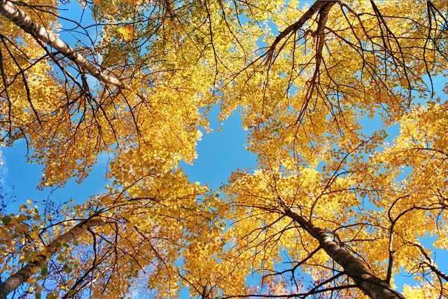 Golden Canopy of Autumn Trees Under Clear Blue Sky - Download Free Stock Photos Pikwizard.com