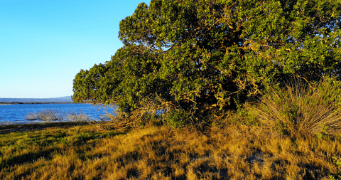 tree with lush leaves by tranquil seaside under clear blue sky - Download Free Stock Videos Pikwizard.com