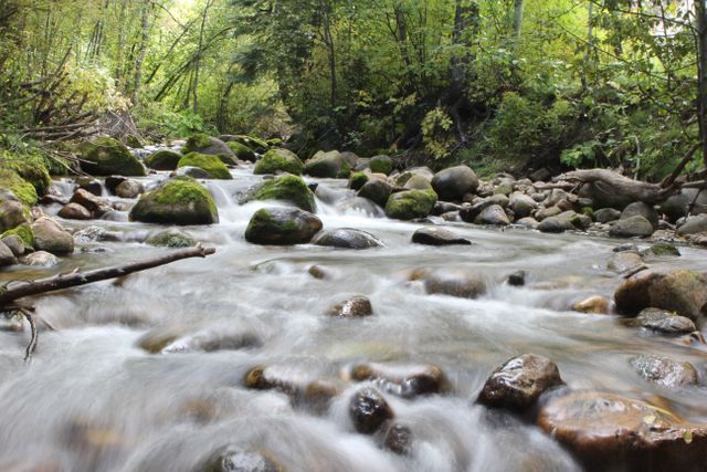 Photo of a peaceful forest stream flowing over moss-covered rocks in a lush green setting. Ideal for promoting nature-related content, environmental awareness campaigns, travel and adventure brochures, mindfulness and relaxation themes, and outdoor recreational activities.