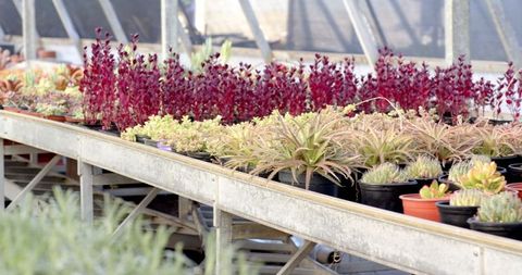 Variety of Succulents on Metal Benches in Modern Greenhouse