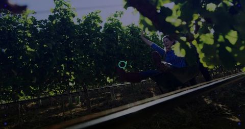 Playful couple in sunlit vineyard woman lifting while partner supports among grapevines