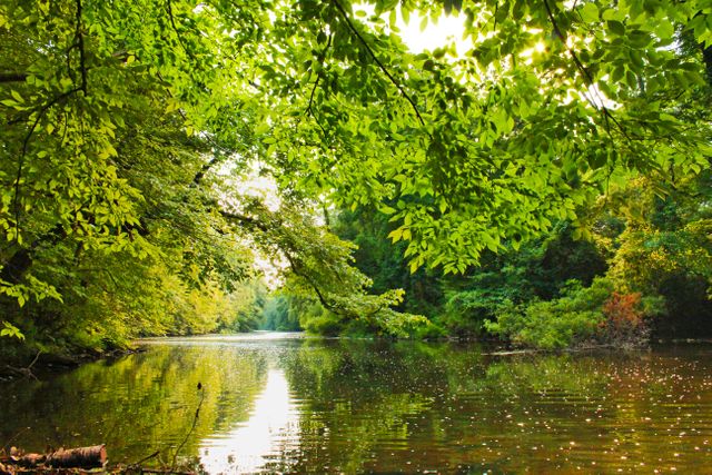 Depicting a tranquil riverside scene with dense green foliage reflecting the sunlight, this image captures the serene beauty of nature. Ideal for use in travel guides, nature-themed websites, environmental awareness campaigns, ecosystem conservation promotions, and outdoor excursion flyers.