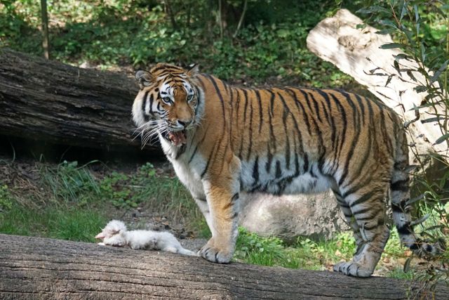 Bengal tiger standing on a log in a forest habitat. Excellent for use in articles about wildlife conservation, exotic animals, predator behavior, and nature photography. Highlights the strength and majesty of the tiger in its natural environment.