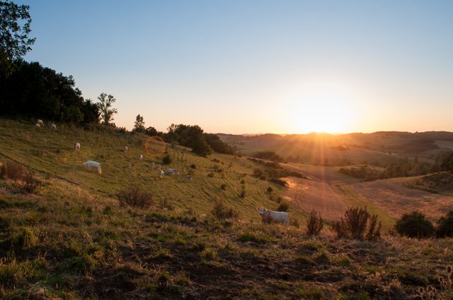 Sheep graze on a hill covered with lush grass during sunset, creating a peaceful and calming rural landscape. Ideal for illustrating concepts of tranquility, nature, agriculture, pastoral scenes, or promoting rural life and outdoor activities.