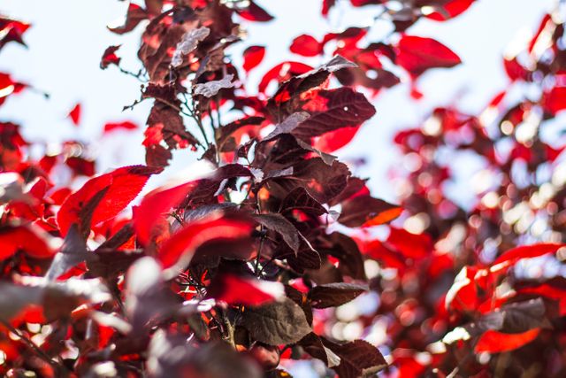 Bright red autumn leaves lit by sunlight, set against a clear blue sky, creating an appealing and colorful natural scene. Ideal for use in designs requiring a vibrant and seasonal atmosphere such as greeting cards, backgrounds, wallpapers, or nature-themed projects.