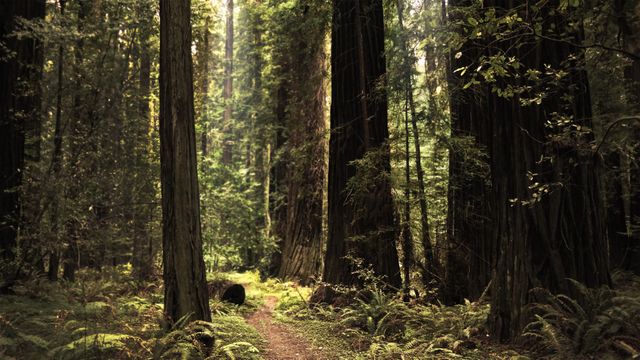 Serene Pathway Through Majestic Redwood Forest - Download Free Stock Photos Pikwizard.com
