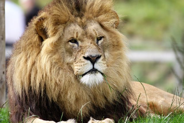 Majestic lion with lush mane resting in grassland. Ideal for animal documentaries, wildlife conservation campaigns, safari travel promotions, and educational content on big cats.