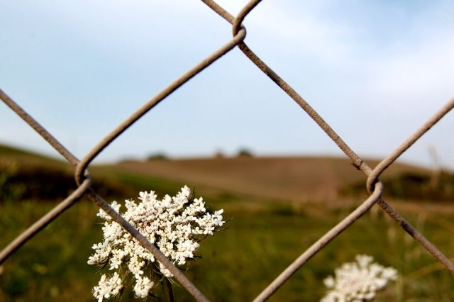 This image portrays a white flower seen through a chain-link fence with a backdrop of rolling hills. Ideal for themes of contrast, isolation, or rural landscapes. It can be used in nature blogs, photography websites, or outdoor-themed publications to evoke feelings of simplicity and natural beauty.