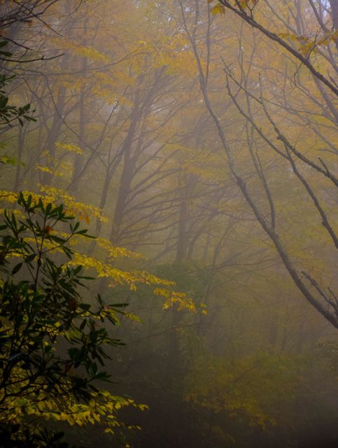 Misty forest with autumn foliage evokes a tranquil atmosphere and can be ideal for nature-themed projects, backgrounds, meditative purposes, and promoting calmness. Use for website banners, environmental awareness campaigns, or seasonal greeting cards.