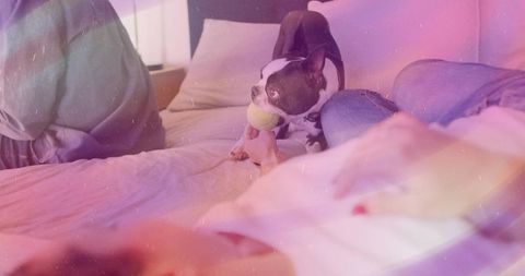 Boston Terrier Holding Tennis Ball on Cozy Bed with Family