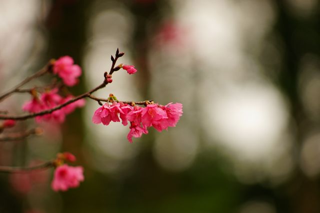 Capturing cherry blossoms in full bloom with a beautiful bokeh effect; perfect for spring-themed designs, nature photography collections, gardening blogs, and floral artwork.