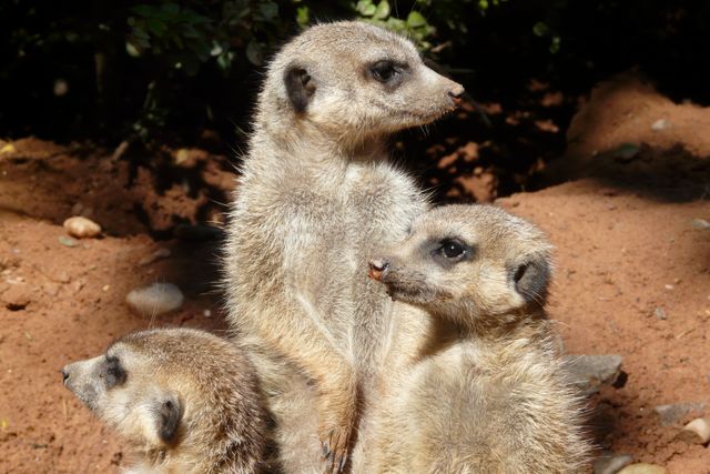 Three meerkats are standing together on sandy ground, appearing alert. Surrounded by natural vegetation, the meerkats look attentive and watchful, which could be indicative of their social behavior and natural environment. Ideal for use in wildlife documentaries, educational content about animals, or articles highlighting meerkat behavior and habitats.