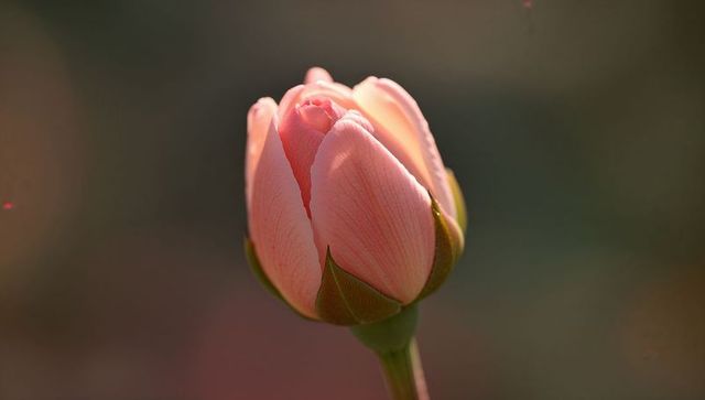 Pale pink tulip bud glowing in golden hour macro closeup with soft pastel bokeh