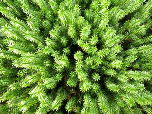 Close-Up of Vibrant Green Moss in Nature - Download Free Stock Photos Pikwizard.com