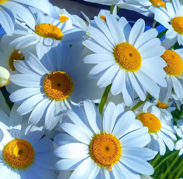 Close-up captures vibrant white daisies with yellow centers, perfect for projects highlighting natural beauty, gardening, springtime themes, or any floral design concepts.