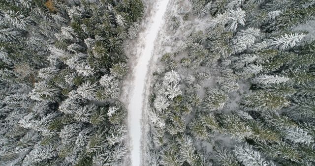 Snow-covered forest with winding path from above - Download Free Stock Images Pikwizard.com