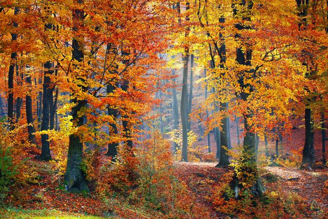Vibrant Autumn Foliage in Dense Forest - Download Free Stock Photos Pikwizard.com