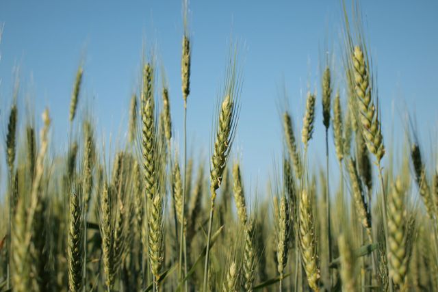 Golden wheat stalks growing tall under clear blue sky on sunny day. Ideal for agricultural themes, farming content, rural marketing campaigns, nature studies, and food production materials.