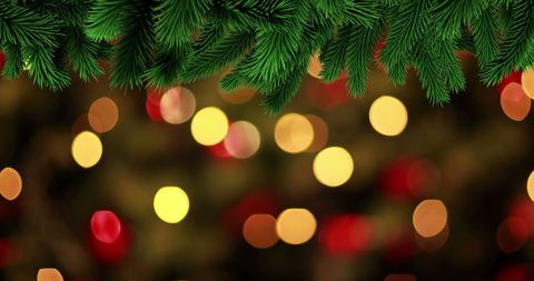 Festive Pine Branches with Colorful Holiday Bokeh - Download Free Stock Images Pikwizard.com