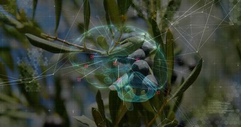 Holographic brain mapping olives for precision agriculture and agritech data visualization