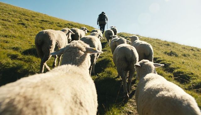 Shepherd leading flock uphill on sunny grassland trail with backpack and staff