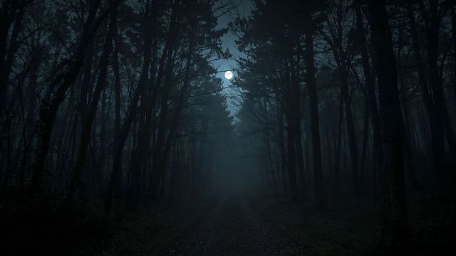 Mystical moonlit path in misty forest at night