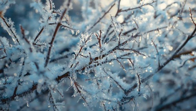 Glinting Frost on Shrub Branches at Sunrise