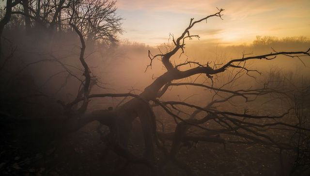 Foggy Dawn with Uprooted Tree in Forest Clearing