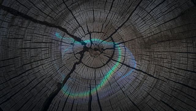 Iridescent Teal Arc on Weathered Tree Stump Cross-Section Showing Concentric Growth Rings