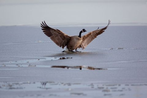 Canada goose landing on frozen lake with wings outstretched and water reflections