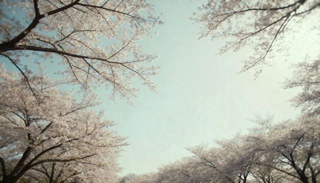 Cherry blossom canopy framing pale blue sky over tranquil garden avenue in spring