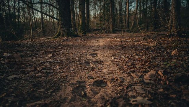 Low-angle dirt trail winding through moody deciduous forest floor with fallen leaves