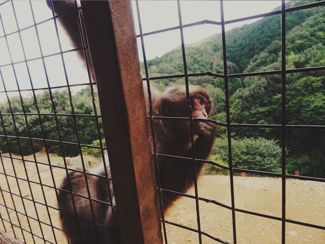 Monkey behind fence, looking sad, in nature reserve. Useful for topics on animal conservation, captivity, wildlife protection, or zoo exhibits. Ideal for articles, educational content, or advocacy materials related to animal rights and wildlife management.