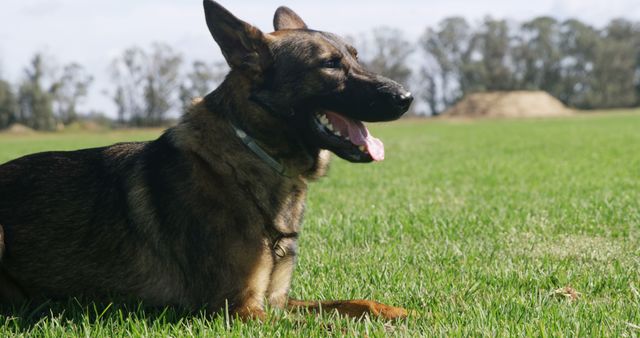 A German Shepherd rests on a grassy field, looking alert. Captured outdoors, the dog's attentive pose suggests training or a moment of play.
