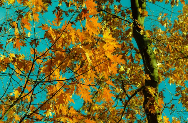 This image showcases golden autumn leaves on tree branches set against a clear blue sky. Perfect for seasonal promotions, decorations, nature-themed projects, or any content celebrating the beauty of autumn.