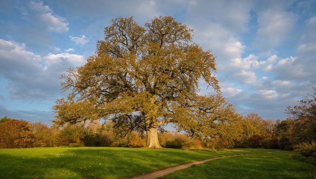 Majestic oak tree spreading autumn canopy over sunlit meadow with winding trail