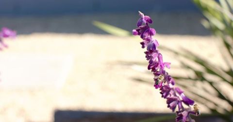 Bees foraging on purple salvia spike with soft bokeh and garden gravel background