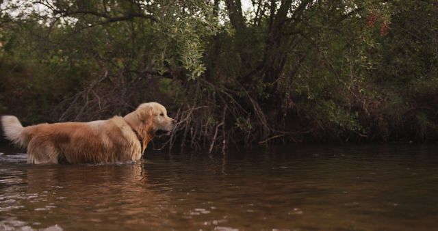 Golden retriever enjoying walk through shallow forest stream at dusk. Ideal for illustrating concepts of outdoor activities, pet exercise, nature exploration and tranquil natural settings.