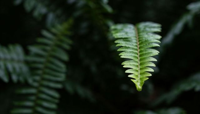 Single fern frond reaching forward with soft bokeh macro foliage detail
