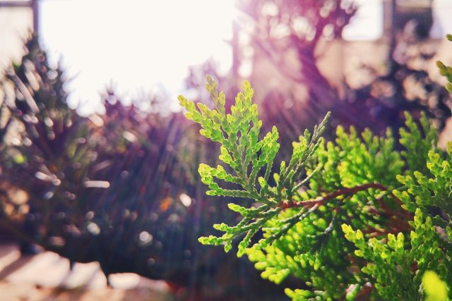 Close up view of sunlight filtering through vibrant green pine tree branches. Ideal for nature-themed projects, outdoor scenes, greenery and foliage visuals, environmental and botanic topics, as well as representing freshness and tranquility.