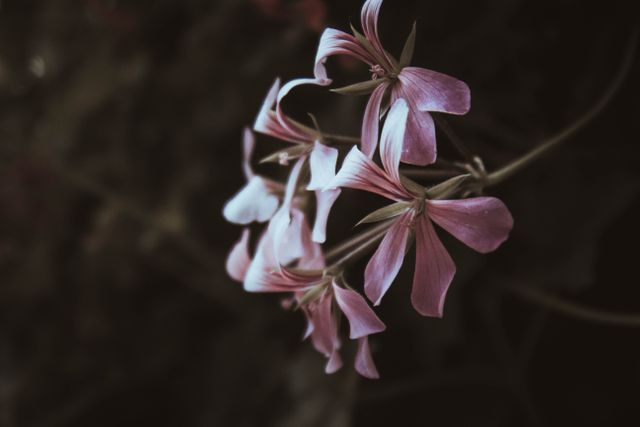 Delicate Pink Flowers Blooming in the Dark - Download Free Stock Photos Pikwizard.com