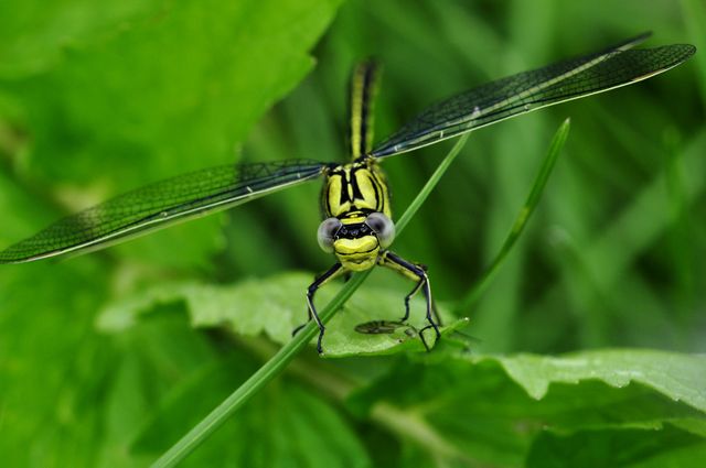 Close-up view of a green dragonfly resting on a leaf in natural outdoor setting, showcasing its wings and details. Ideal for use in nature blogs, wildlife articles, educational content on insects, environmentalist projects, and summer themes.